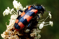 Trichodes alvearius Trichodes alvearius